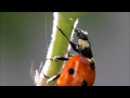 LadyBug Muncha Muncha Muncha on Aphids in HD ...