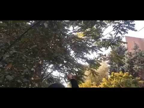 Marg Bar Setamgar, Tche Shah Bashe, Tche Rahbar