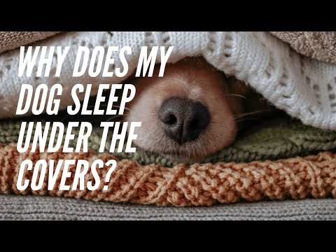 Why does my dog sleep under the covers?