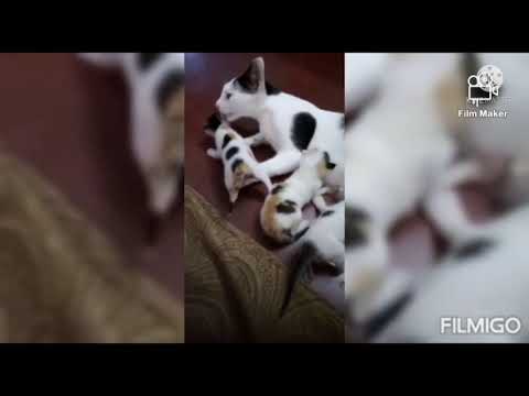 My cute cat picky and her newborn kittens🐈