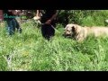 Armenia Собаки идущие на волков 