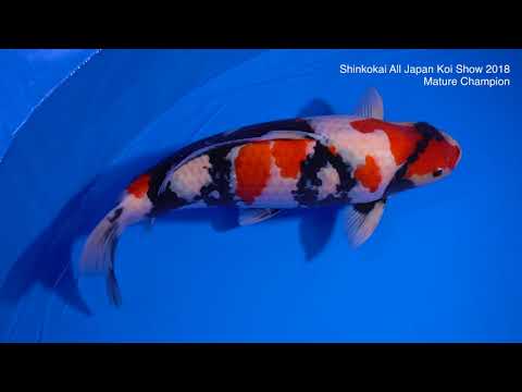 AJKS 2018 Mature Champion