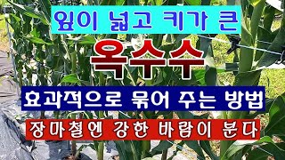 [텃밭농부 1,573]  잎이 넓고 키가 큰 옥수수. 효과적으로 묶어 주는 방법. #옥수수재배
