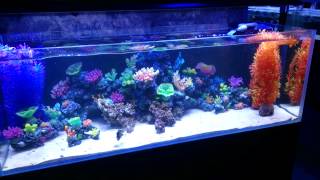 fake reefs 免费在线视频最佳电影电视节目 cnclips