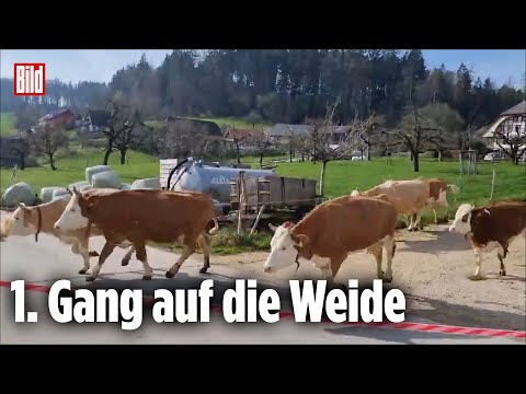 Kühe flippen vor Freude aus