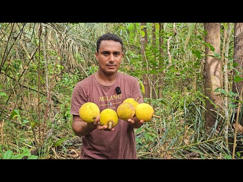 Pegando bacuri nas matas do interior no Maranhão 