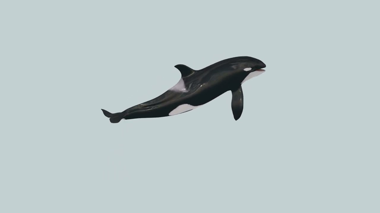 Killer Whale 8K- 3d animated 3D Model