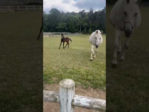 , title : 'Ja vs źrebaki #konie #jazdakonna #stajnia #koniara #jeździectwo #kochamkonie #equestrian #horse'