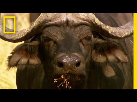 シンセラスカフェ