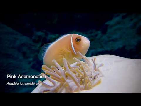 3 Anemonefish B - scuba diving video