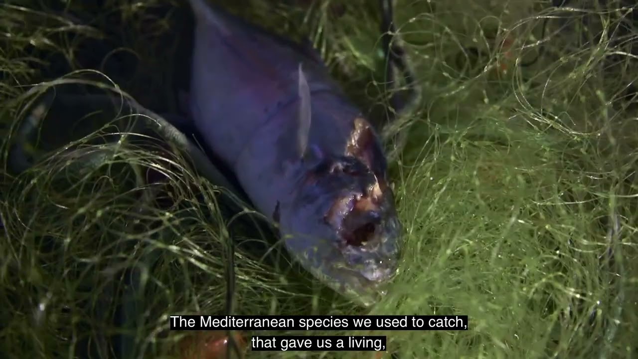 Poor stock conditions in the Mediterranean - video testimonial of small-scale, low-impact fishers.