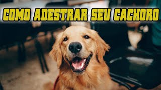 Como Adestrar meu Cachorro em Casa 2