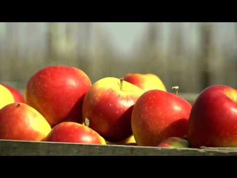 download lagu mp3 mp4 Kanzi Apple, download lagu Kanzi Apple gratis, unduh video klip Kanzi Apple