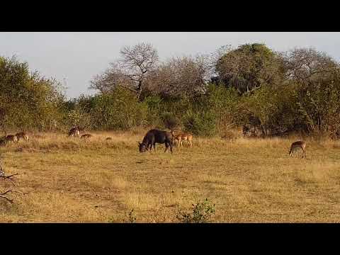 Djuma: Impalas and Wildebeest bull - 15:13 - 07/01/21