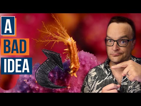 What Makes up the BEST Reef Tank Clean Up Crew? Ep: 39