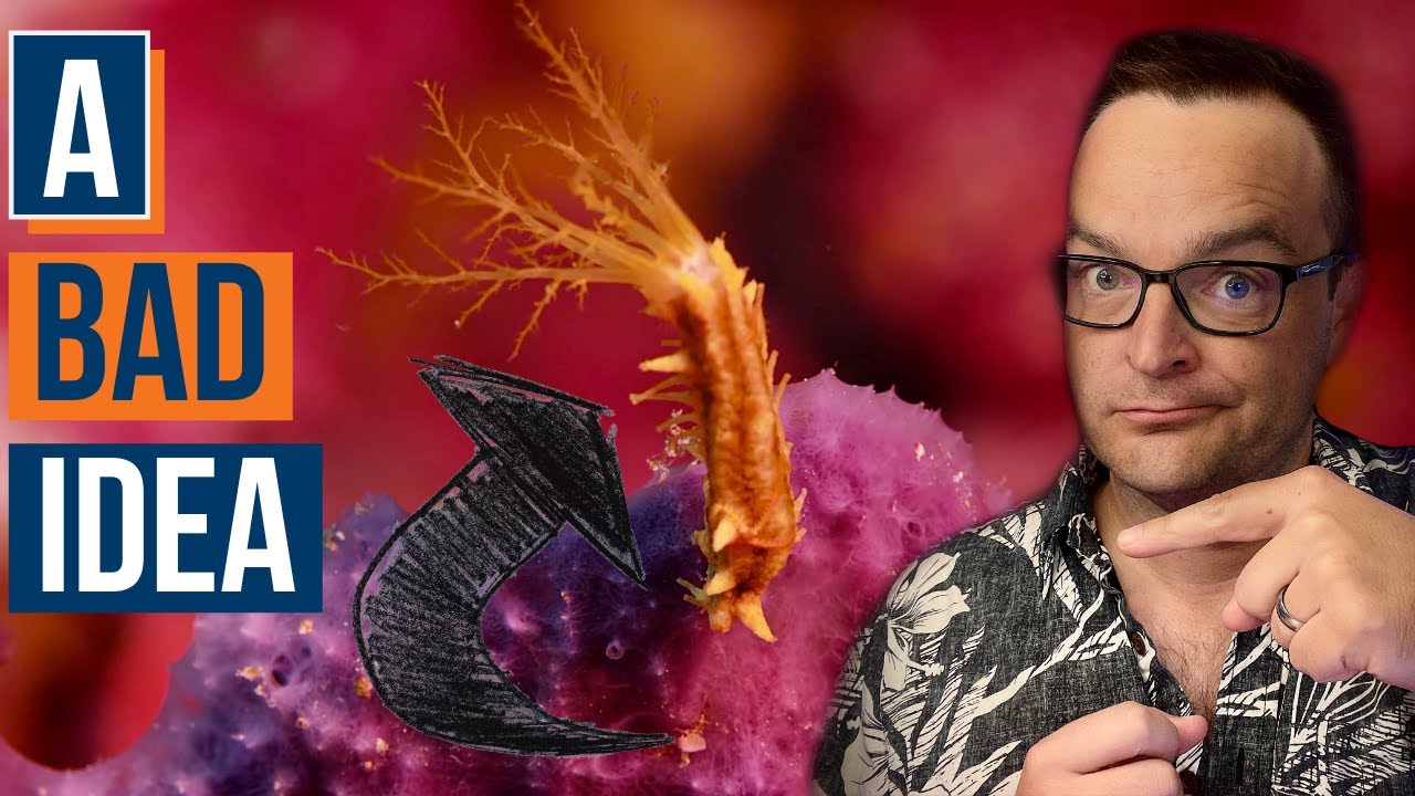 Best Reef Tank Clean Up Crew for Beginners: Snails, Crabs, Shrimp, and Fish That Actually Help