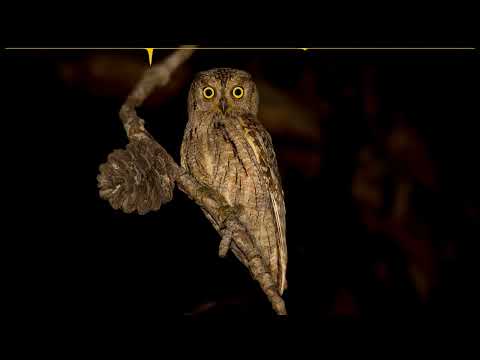 Výrik lesný (Otus scops) — repetitívne pískavé volania v južnej Európe