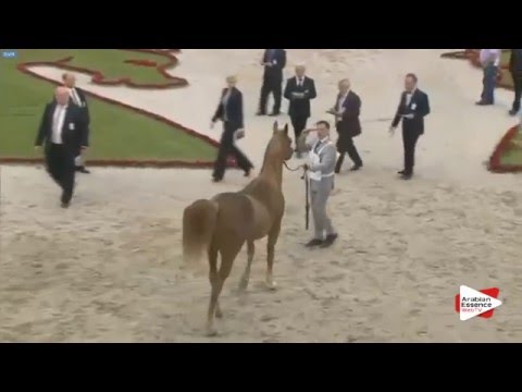 N.187 GHAZAL AL JAMAL - Sharjah 2016 - 7+ year old Stallions (Class 10)