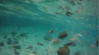 preview picture of video 'Feeding Tropical Fish While Snorkeling in Fiji - Go Pro Head Cam'
