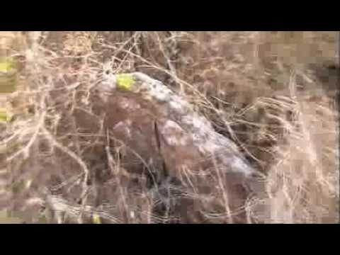 Varrezat e vjetra - Corroticë