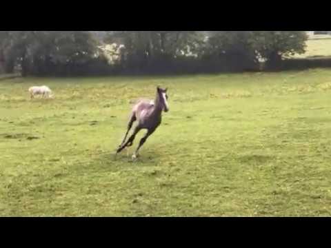 Foal 2018 par TM FRED TEXAS x KEHAILA