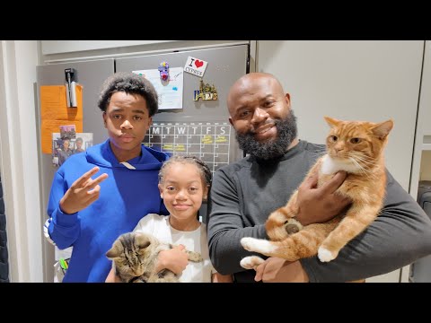 WHY IS OUR FOOD SHOP SO EXPENSIVE? + OUR CATS LOVE THEIR NEW FOOD 🐈❤️