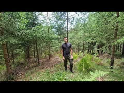 Die Dickungspflege bringt Licht und Platz für die Krone