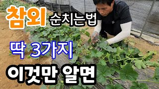 참외 순치는법 3가지  이것만 하면 달고 맛있는 참외가 주렁주렁