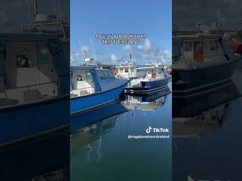 Boat Trip From Dingle Harbour | Vagabond Tours Of Ireland