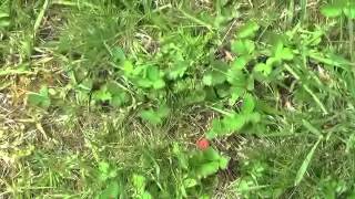 How to find wild strawberries