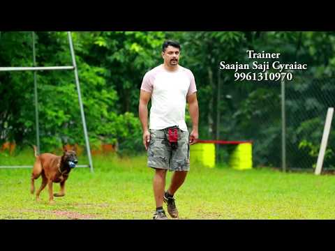 Saajan Saji Cyriac K9 dog training school.9961310970