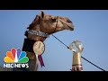 Beautiful Nazaa A Takes Home Trophy In Qatar S Camel World Cup