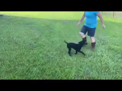 Dixie - Labrador Retriever puppy for sale