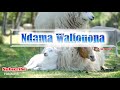 Leteni Ndama Walionona Lyrics F Mtegeta