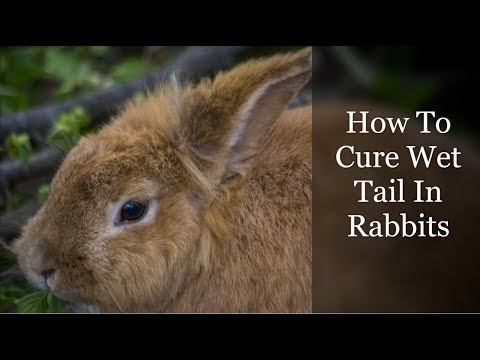 , title : 'How To Cure Wet Tail In Rabbits'