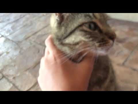 Introducing Iffah the Cat