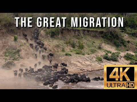 The Great Migration - Wildebeest Migration from the Serengeti to the Masai Mara, Crossing Mara River