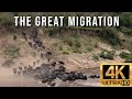 The Great Migration Wildebeest Migration From The Serengeti To The Masai Mara Crossing Mara River