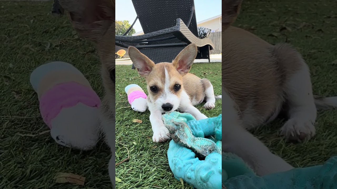 Baby Chase, a ADOPTABLE mixed breed in Sunset Beach , CA video 2/6