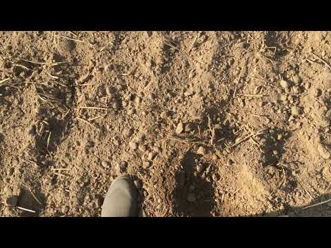 Raps Aussaaat 2019 - und viel zu trocken