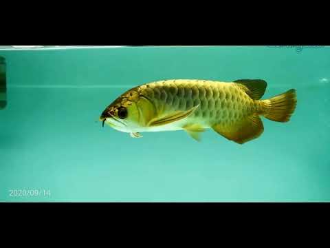 Beat Top 10 Premium Gold Grade Arowana Fish - One & Only Rare Black gold Asian arowana