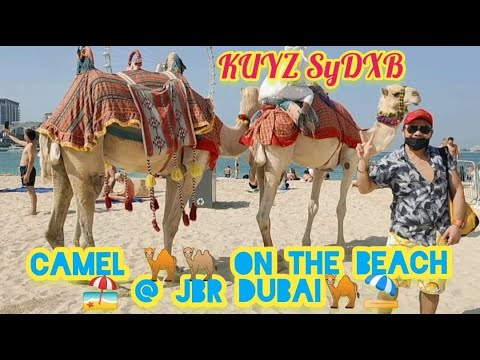 CAMEL🐫 THE BEACH⛱️ in JBR DUBAI #Photography&Videography by KUYZ SyDXB #THEBEACH@JBR #KUYZSyDXB