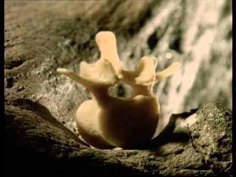Paleoworld - The Earthshakers