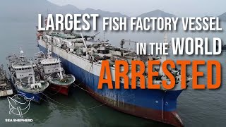 LARGEST FISH FACTORY VESSEL IN THE WORLD ARRESTED AND SEIZED