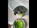 Hatched a crushed turtle egg in a cup, watch what happens when she frees it! 🐢❤️ #shorts #usa