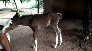 preview picture of video 'Beautiful horse in gujrat'