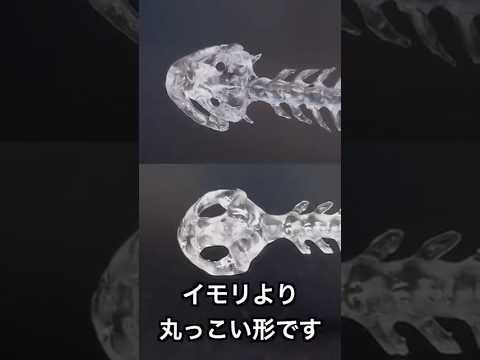 バイオデータサイエンス学科 イモリとサンショウウオの違いをCTで比較してみた！