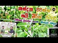 නයි මිරිස් කන්ද Dark Green Scotch Bonnet In Mountain Dilco Plantation Ep 3