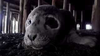 preview picture of video 'Found this little Baby Seal under the dock in Egegik this summer.'