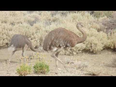 Chorriaca - Macho de choique con sus charos